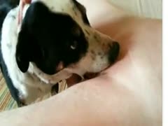 Cute dog oral sex with his teen owner's pink pussy